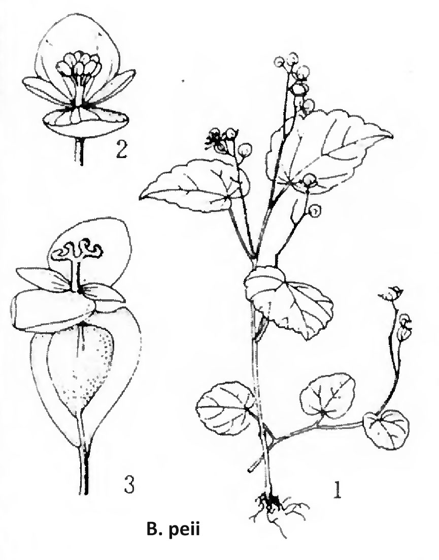 B. peii